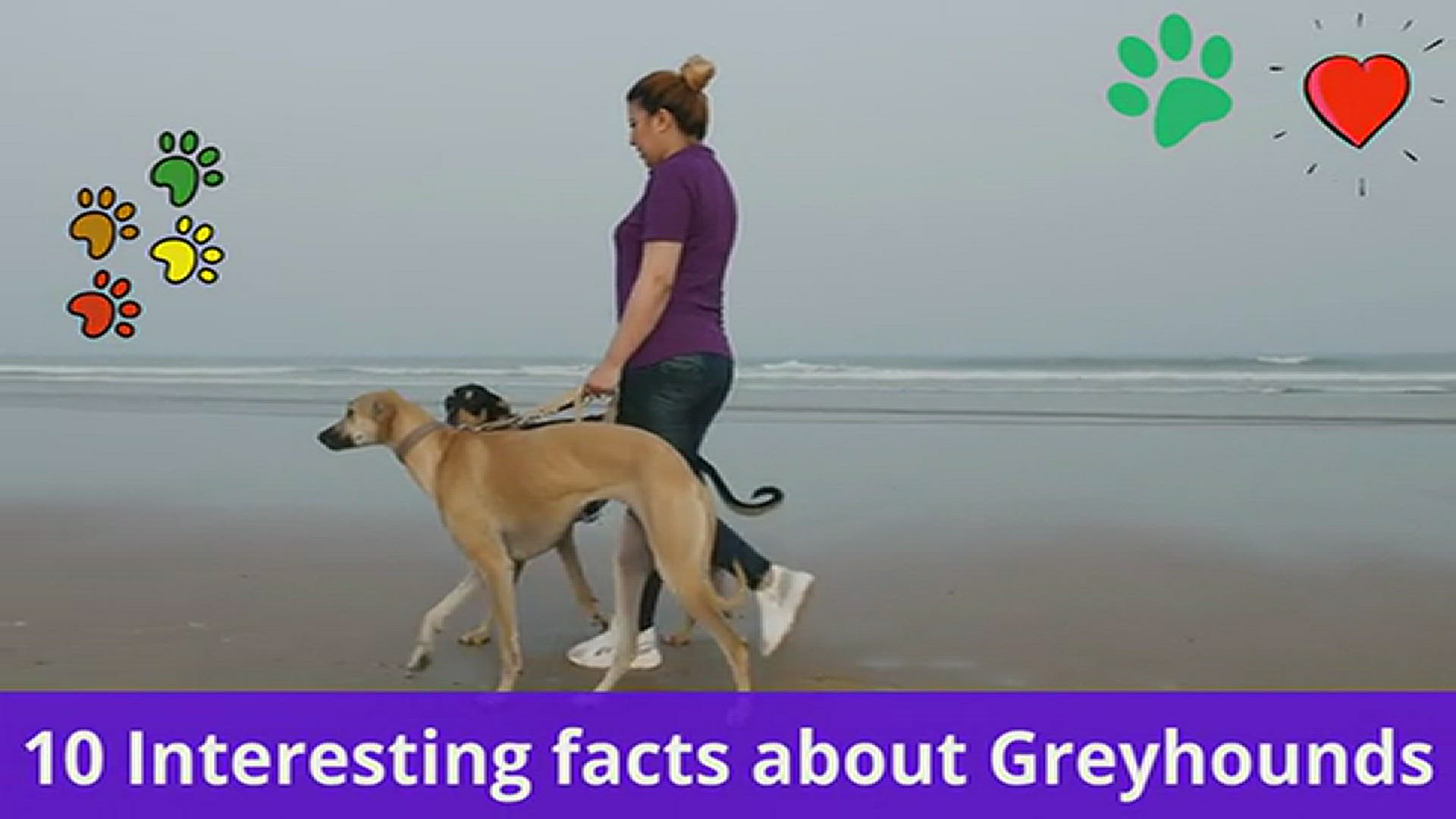 'Video thumbnail for 10 interesting facts about Greyhounds'