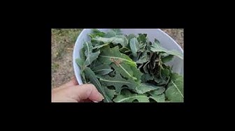 'Video thumbnail for Homemade Pain Relieving Medicine (Wild Lettuce)'