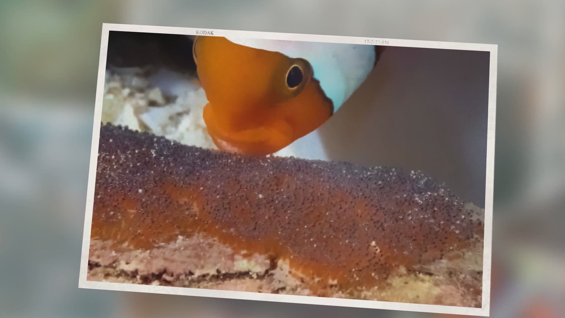 'Video thumbnail for Definitive Guide To Breeding Clownfish: How To, Hatching Eggs and More'