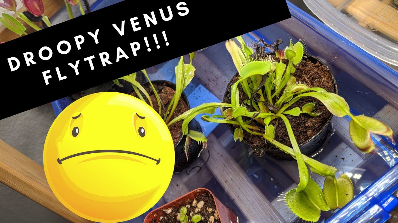'Video thumbnail for Is Your Venus Fly trap Looking Droopy? HERE is How You FIX IT.'