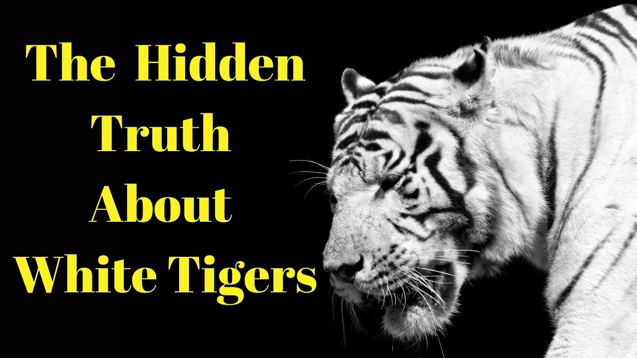 'Video thumbnail for White Tiger Facts - The Hidden Truth About White Tigers'