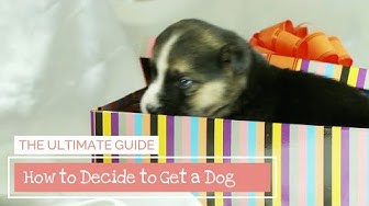 'Video thumbnail for How to Decide to Get a Dog'
