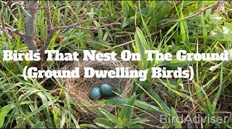 'Video thumbnail for Birds That Nest On The Ground'