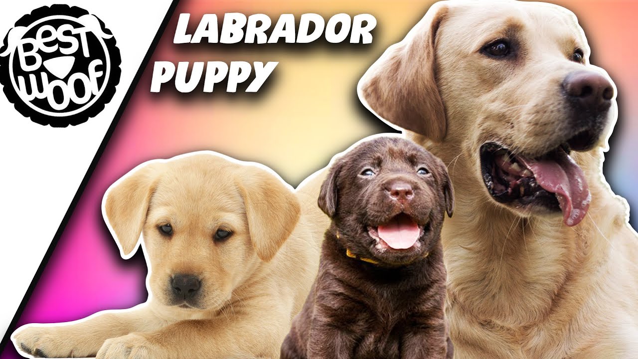 Labrador Dog and Puppy Compilation 2021 | Funny Labrador Retriever | BestWoof Labrador Dog and Puppy Compilation 2021 | Funny Labrador Retriever | BestWoof