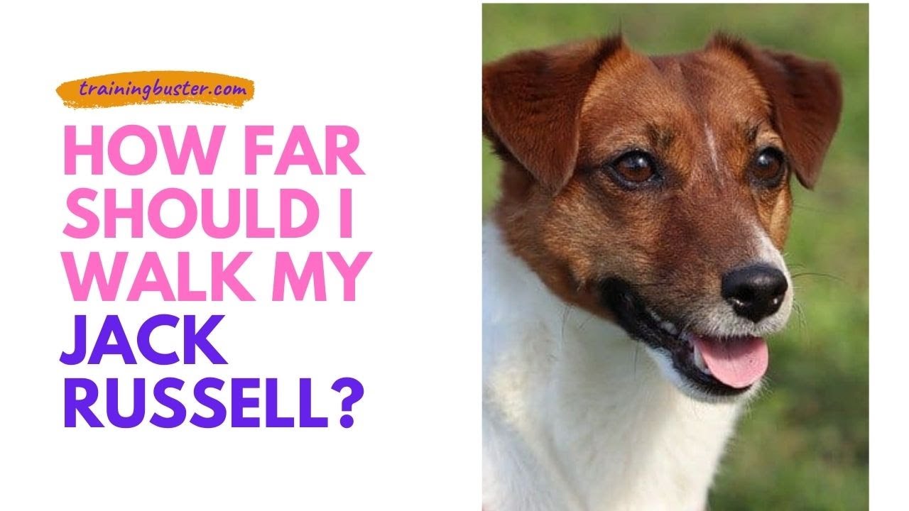 'Video thumbnail for How Far Should I Walk my Jack Russell?'