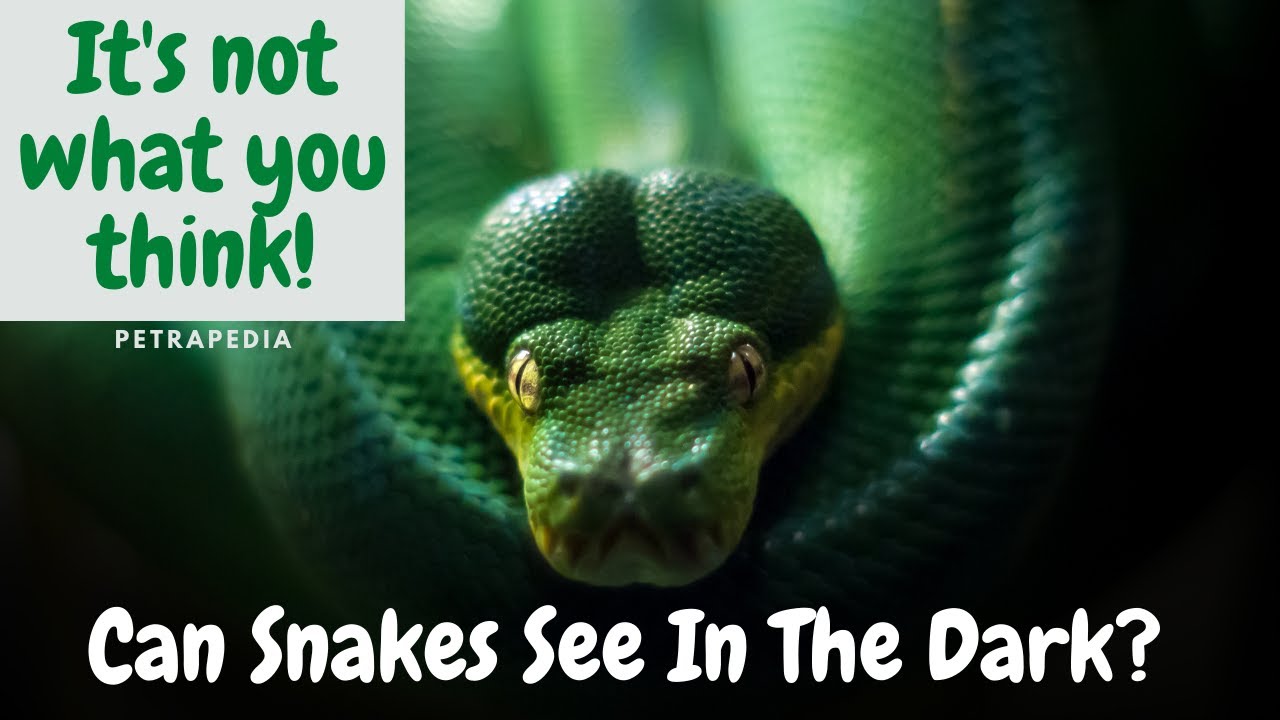 'Video thumbnail for Can Snakes See In The Dark? Learn - It is not what you think!'