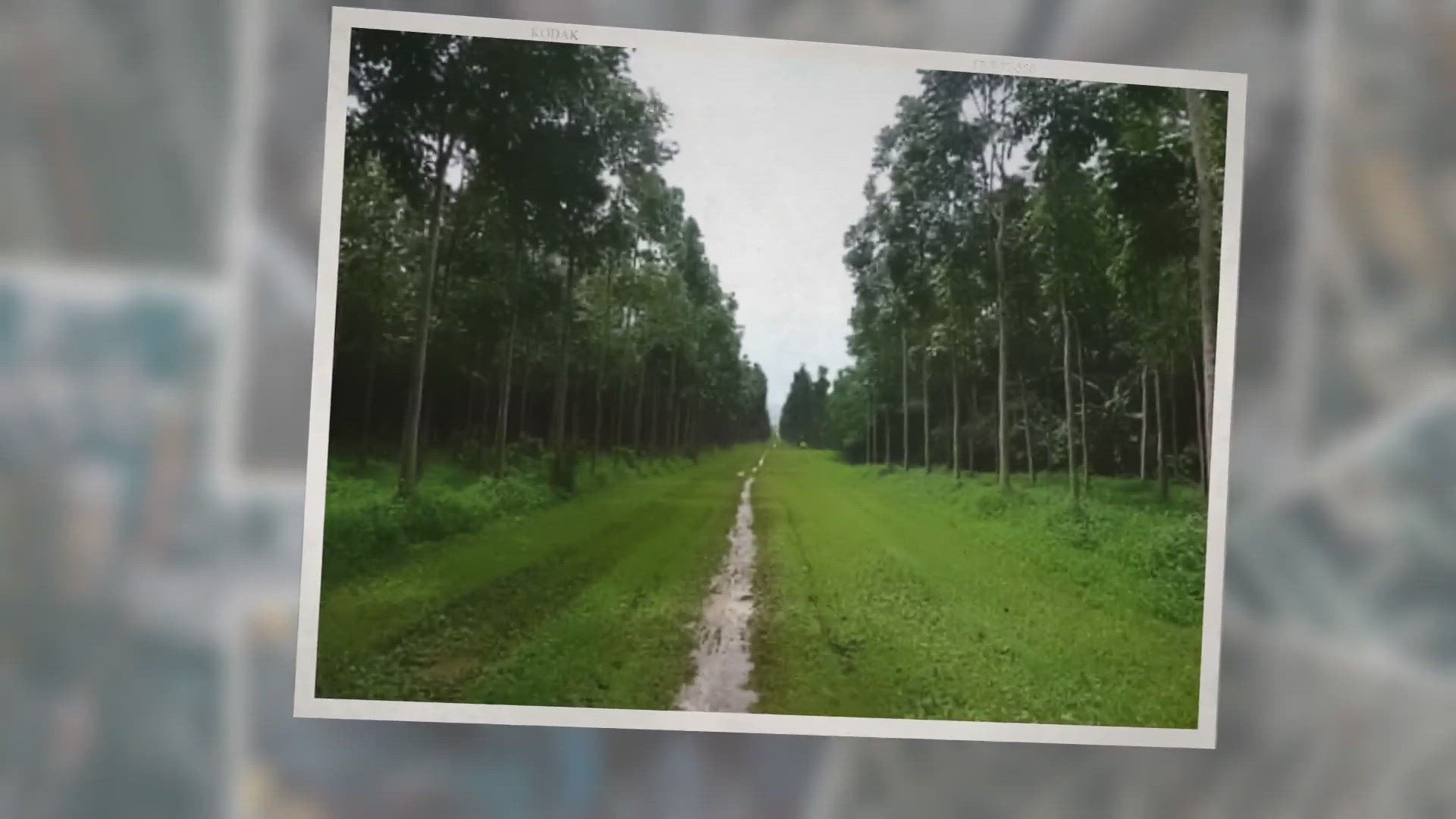 'Video thumbnail for Mahogany Tree Selling Price With Project Report | Mahogany Tree Plantation Guide'