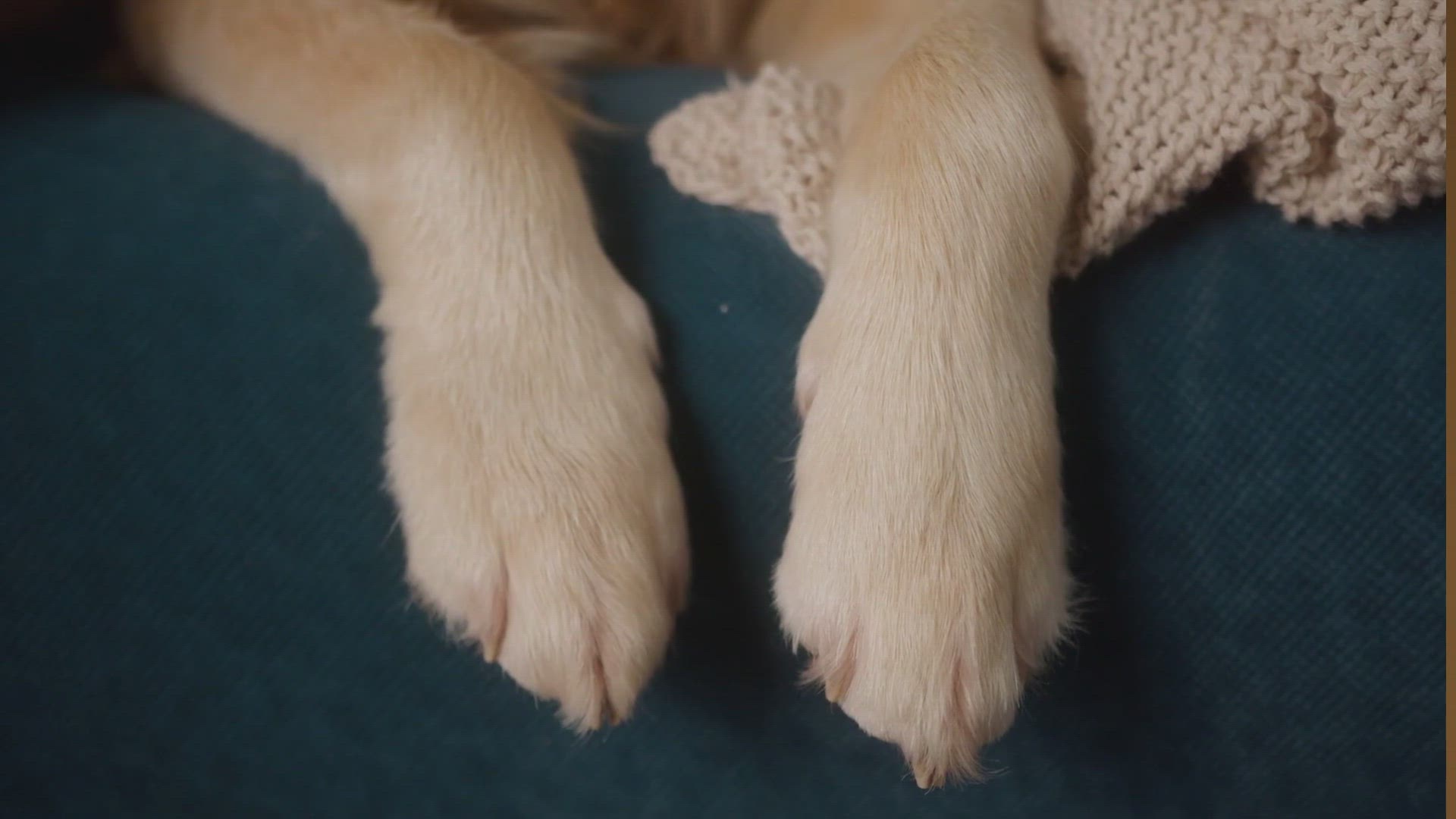 how to get rid of dogs smelly feet