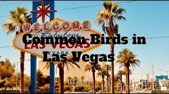 'Video thumbnail for Common Birds in Las Vegas'