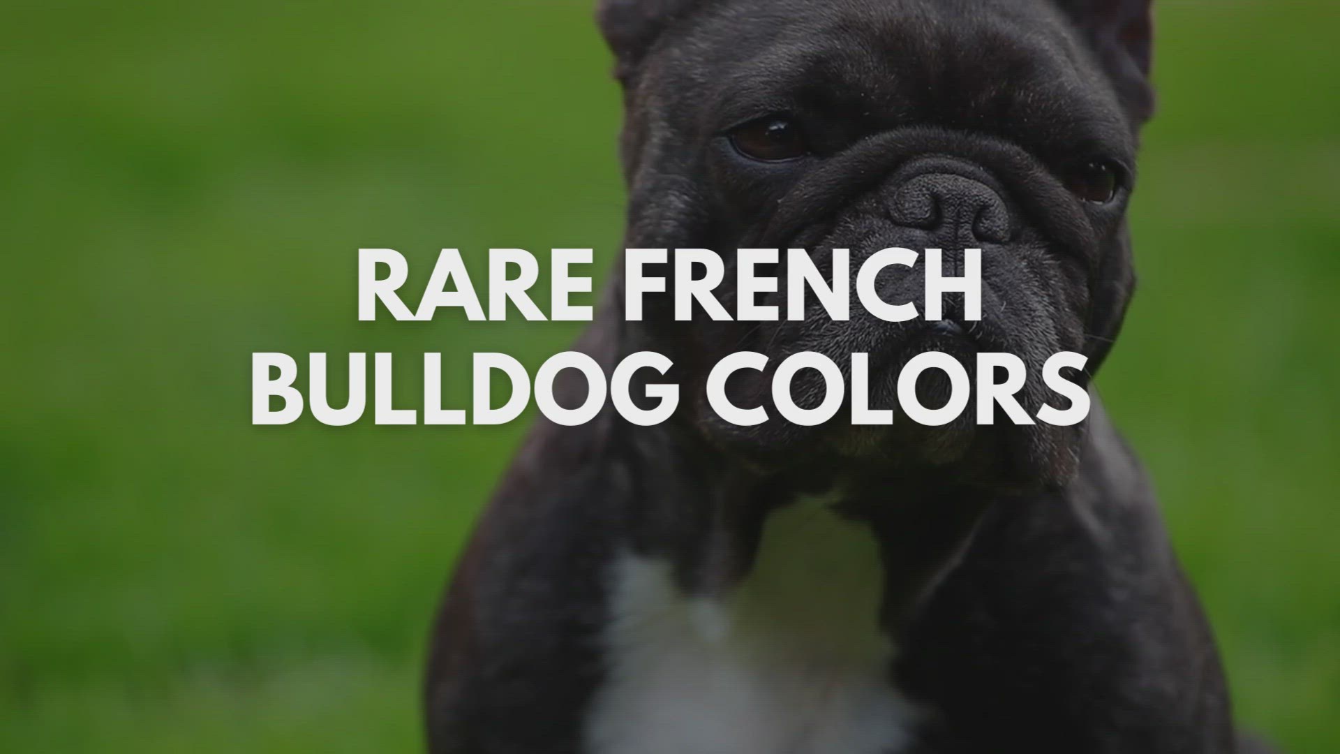 'Video thumbnail for Rare French Bulldog Colors: Which One Is The Rarest?'