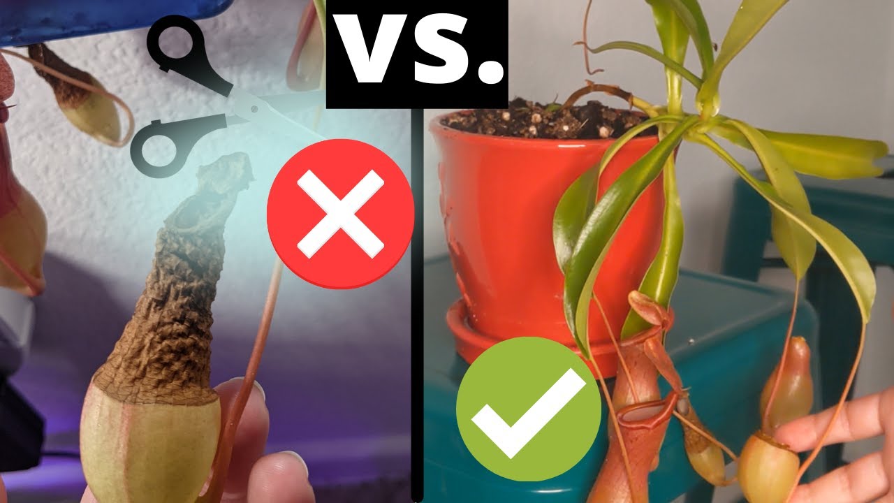 'Video thumbnail for How to Trim Nepenthes Pitcher Plants and Promote Their Growth 🌿 - Pruning Guide'