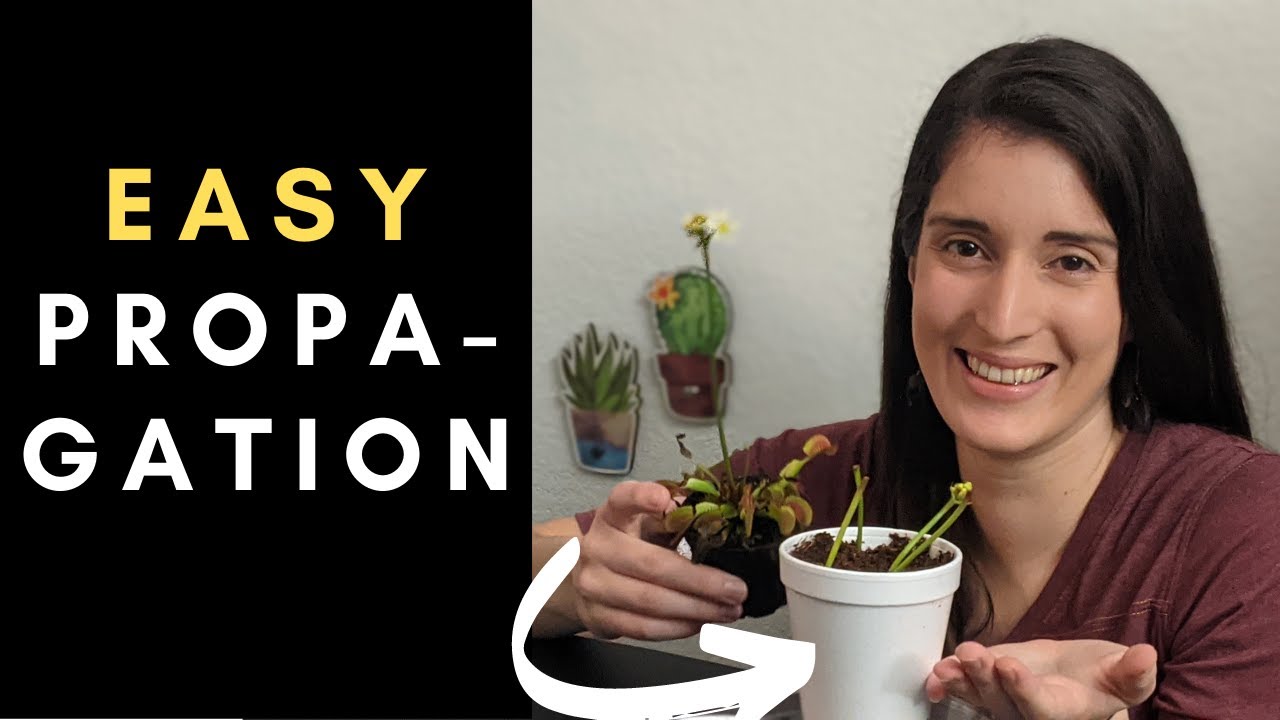 'Video thumbnail for Step-by-Step Guide to Venus Flytrap Flower Stalk Propagation 🌱 (under 7 minutes!)'