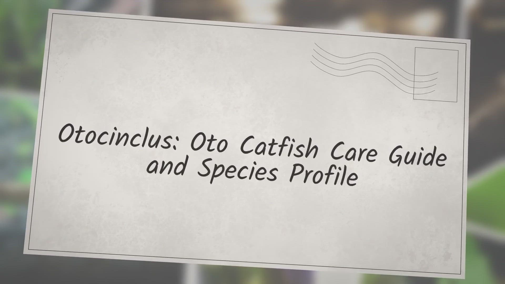 'Video thumbnail for Otocinclus: Oto Catfish Care Guide & Species Profile'