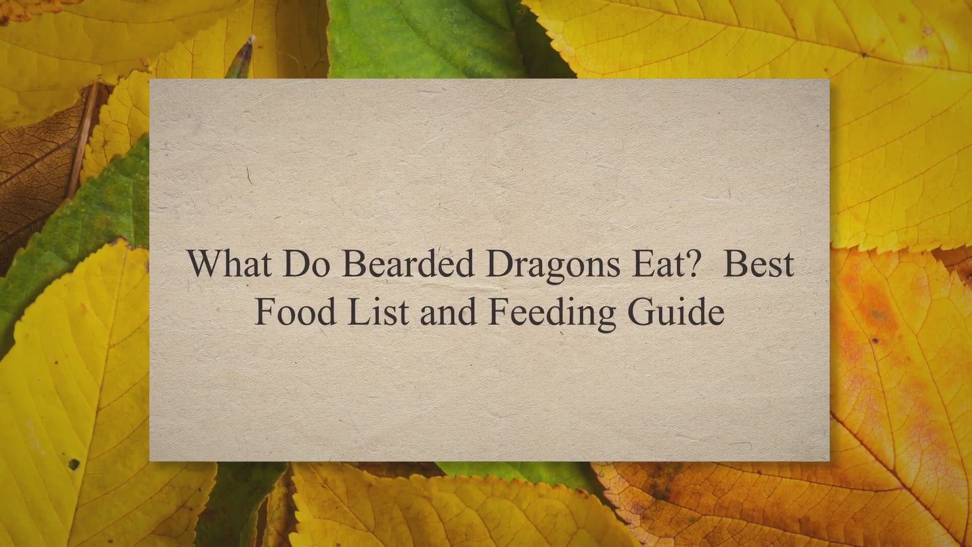 'Video thumbnail for What Do Bearded Dragons Eat? Best Food List and Feeding Guide'