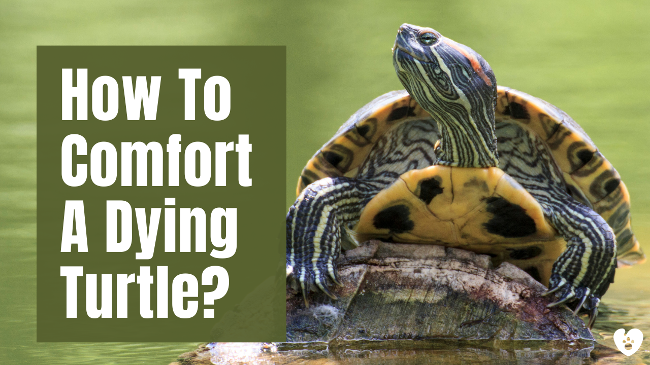 'Video thumbnail for How To Comfort A Dying Turtle? '