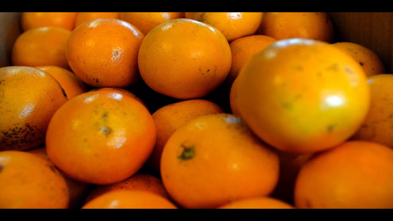 'Video thumbnail for 4 Best Orange Peeler Reviews on Amazon You Need To Know!'