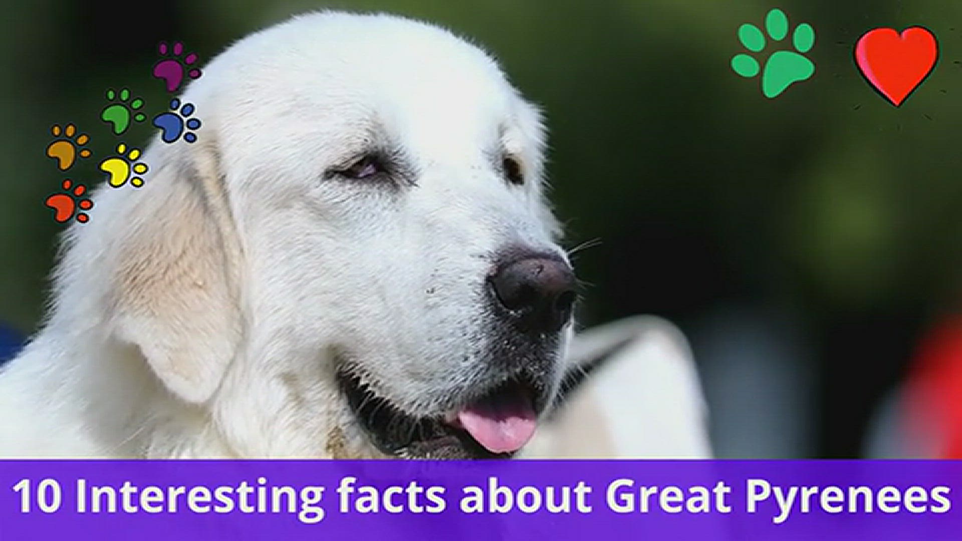 'Video thumbnail for 10 interesting facts about Great Pyrenees'