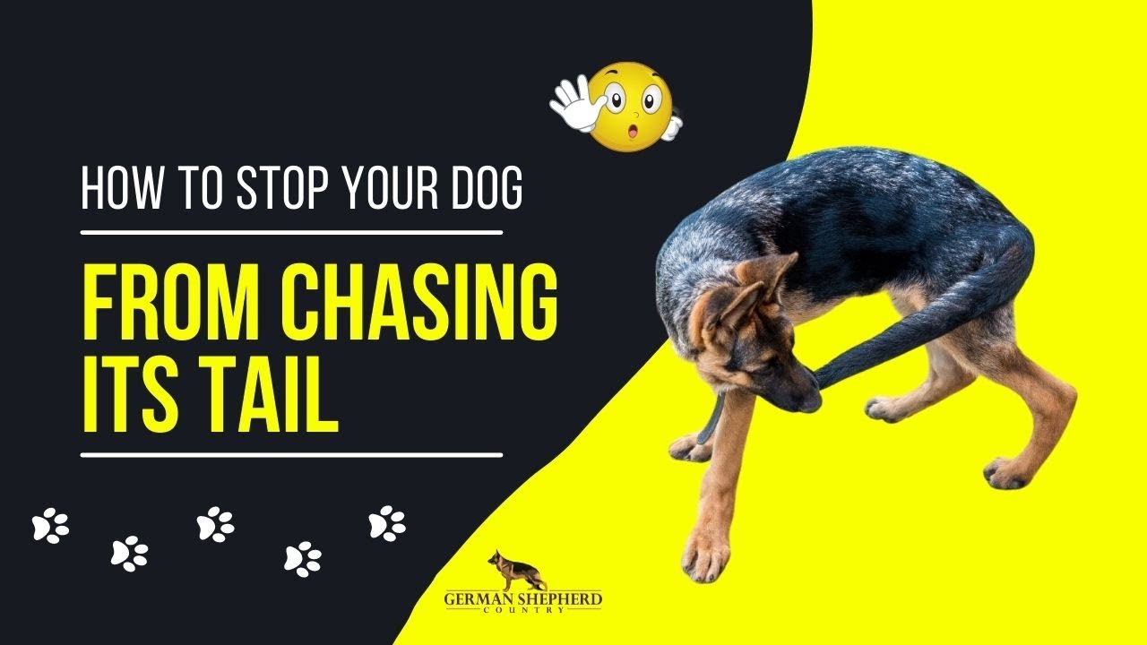 'Video thumbnail for How to Stop Your Dog from Chasing Its Tail'