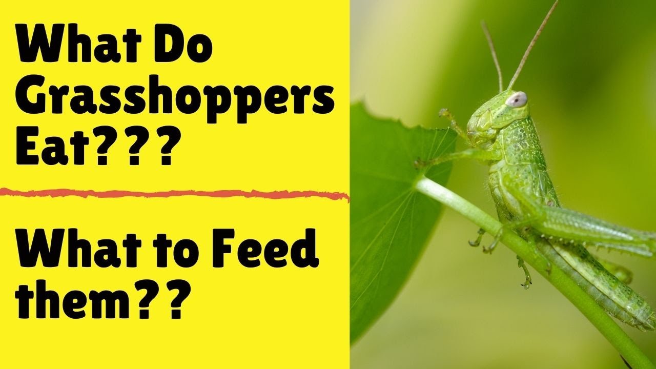'Video thumbnail for What Do Grasshoppers Eat - What To Feed a Grasshopper'