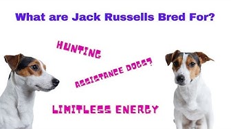 can a jack russell live outside