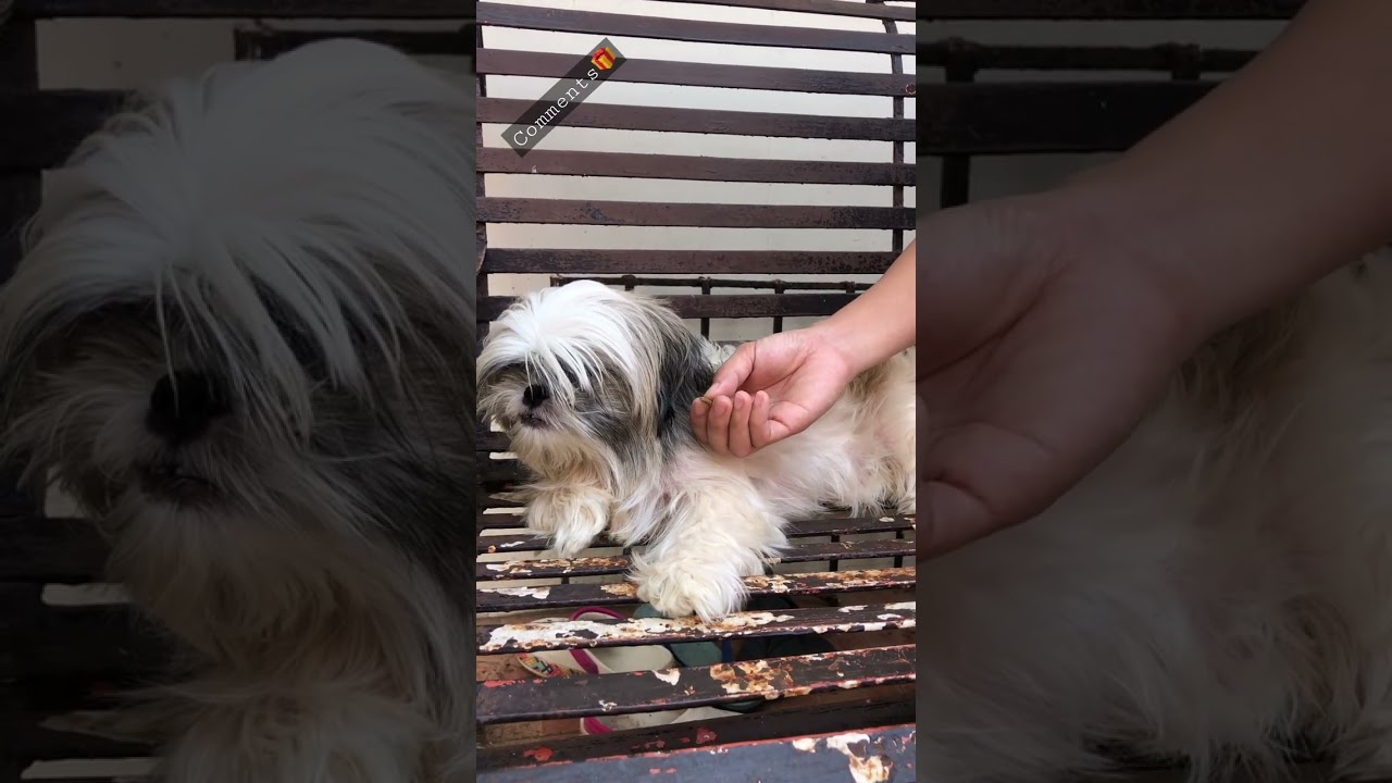 'Video thumbnail for My Shih Tzu Puppy is a Picky Eater. WHY???'