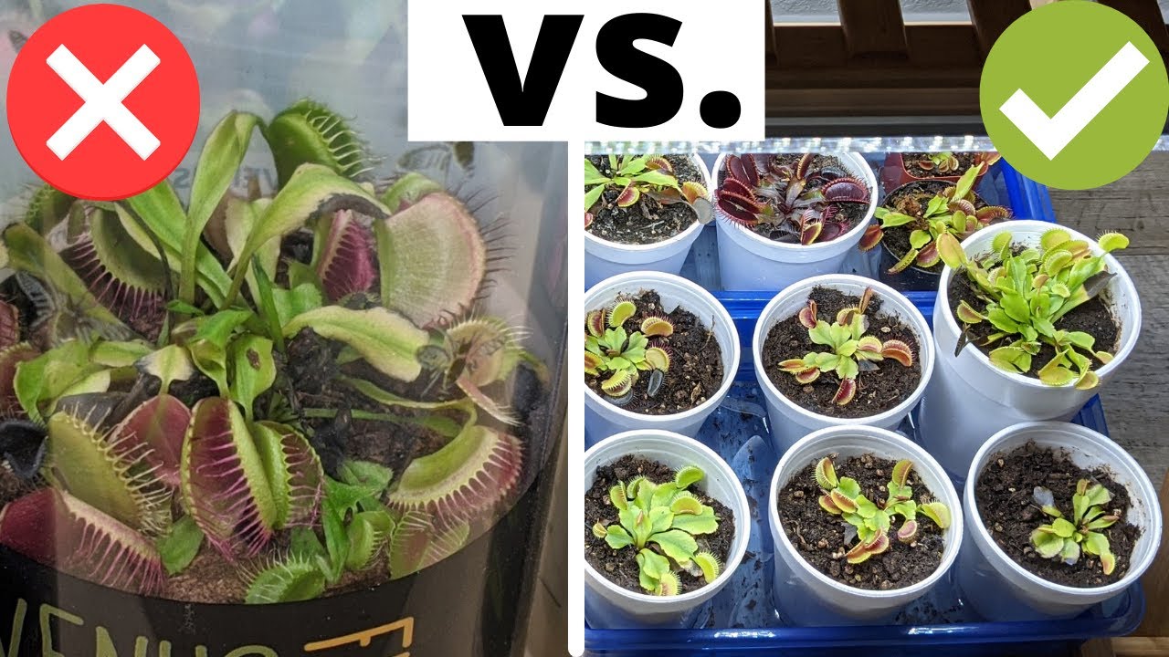 'Video thumbnail for The Complete Venus Flytrap Indoor Care Guide 🌱'