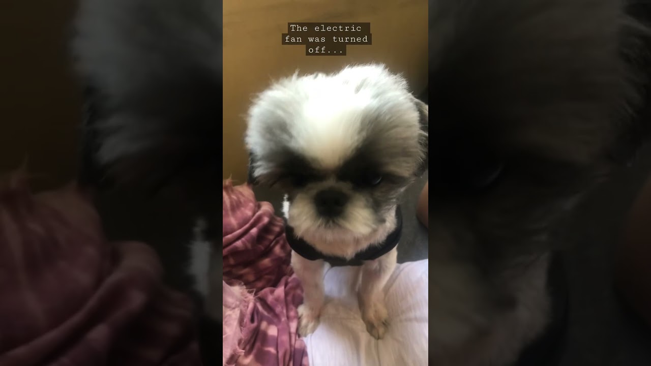 'Video thumbnail for My Shih Tzu Puppy REACTING to ME turning off the electric fan... SEE HOW HE REACTS'