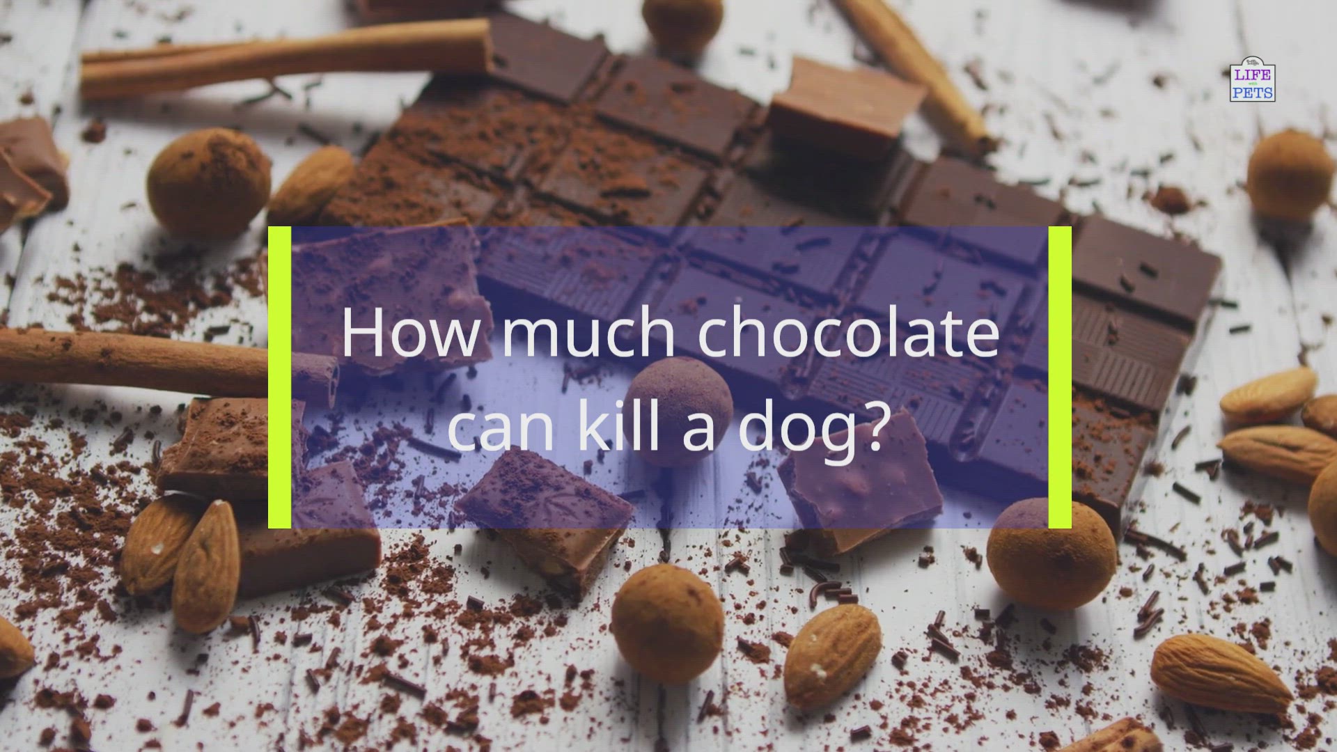 does chocolate kill dogs if they eat it