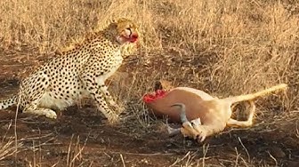 'Video thumbnail for Half Eaten Impala Tries Escaping Cheetah'