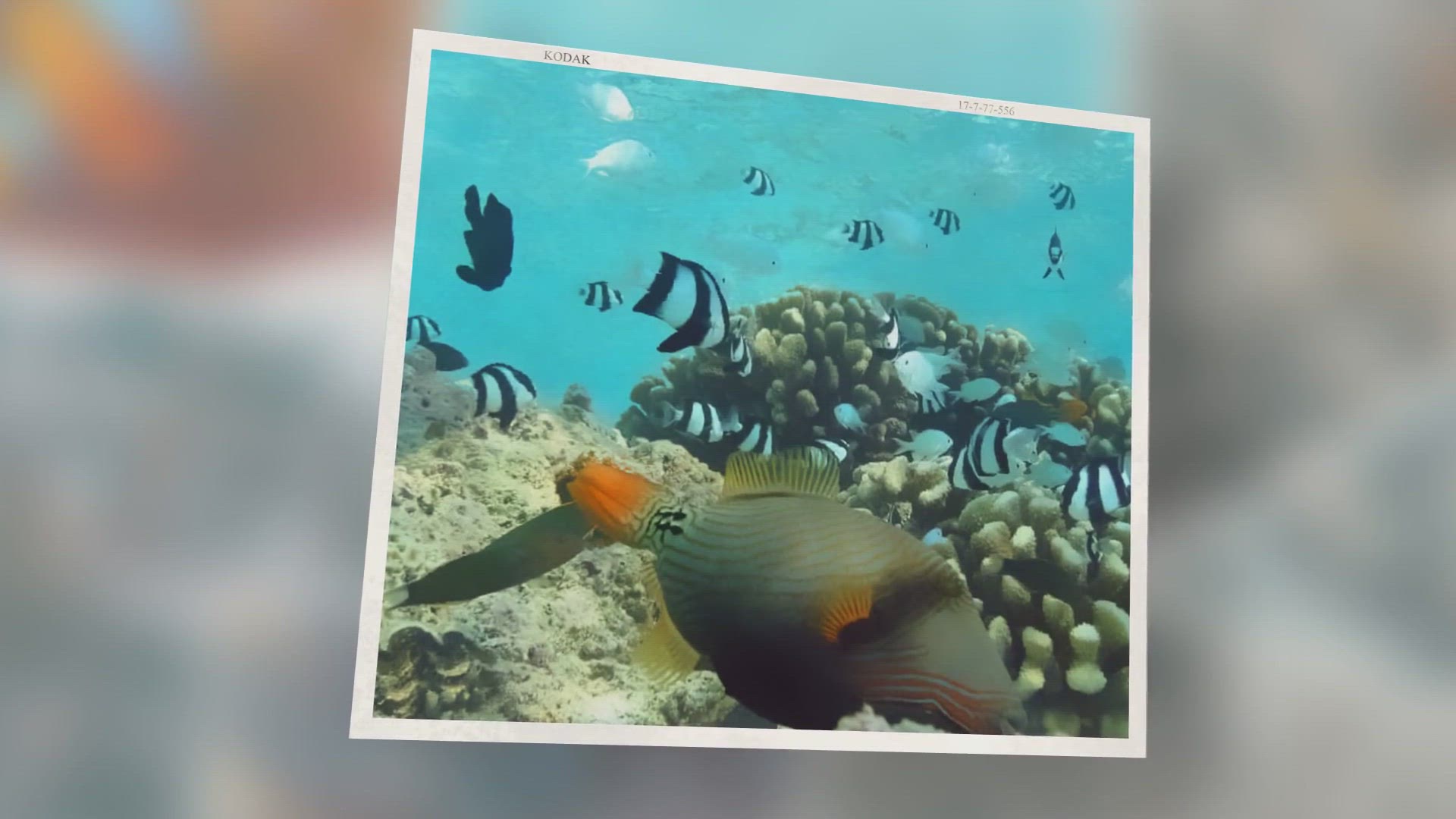 'Video thumbnail for 20 Most Popular Saltwater Fish: List Of Species & Types As Pets (2021)'