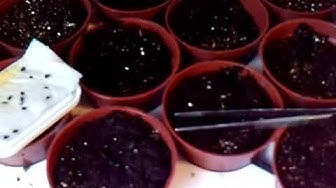 'Video thumbnail for How To Plant A Germinated Seed And What They Look Like'