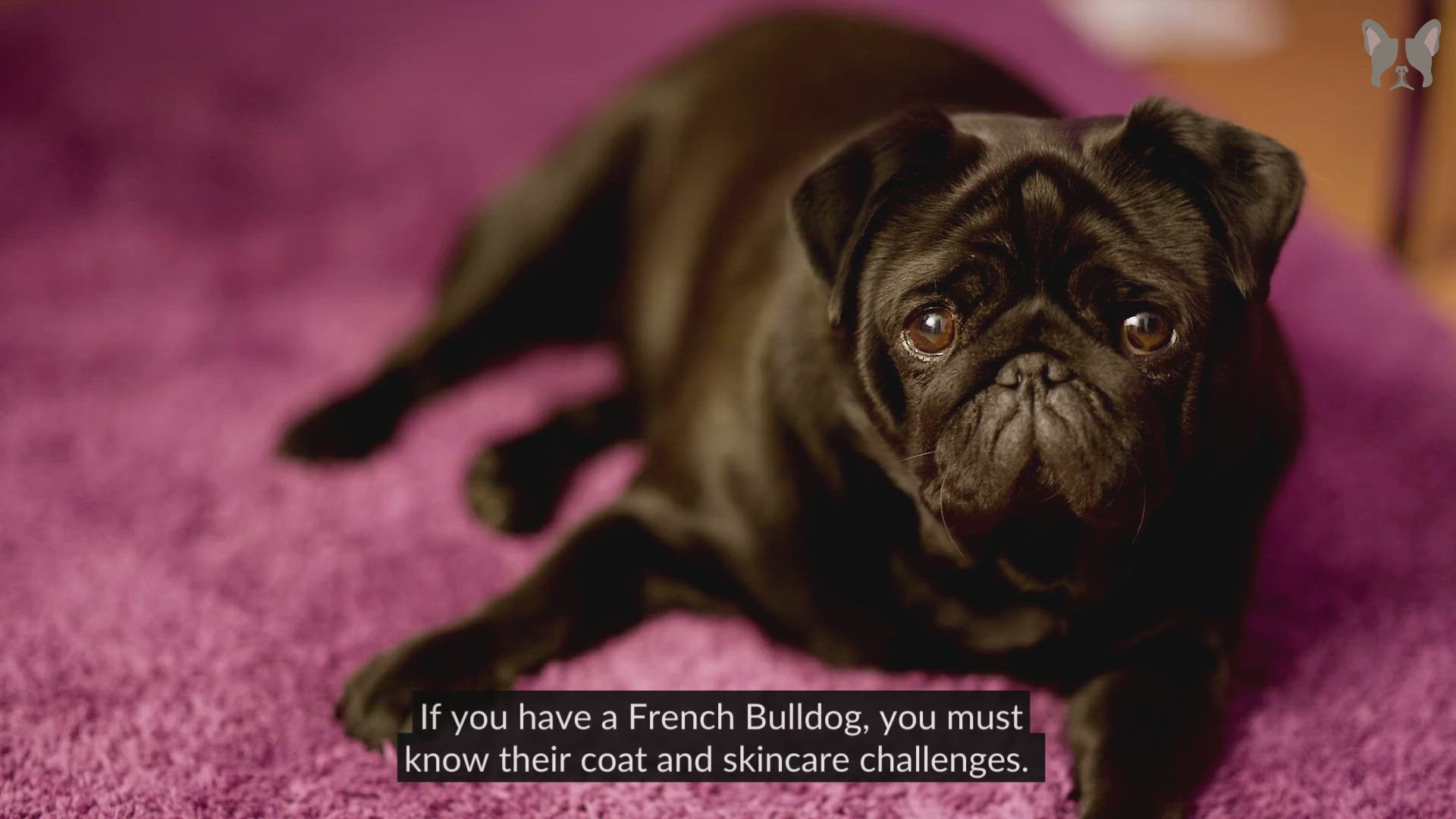 'Video thumbnail for How To Keep French Bulldog Coat Shiny'
