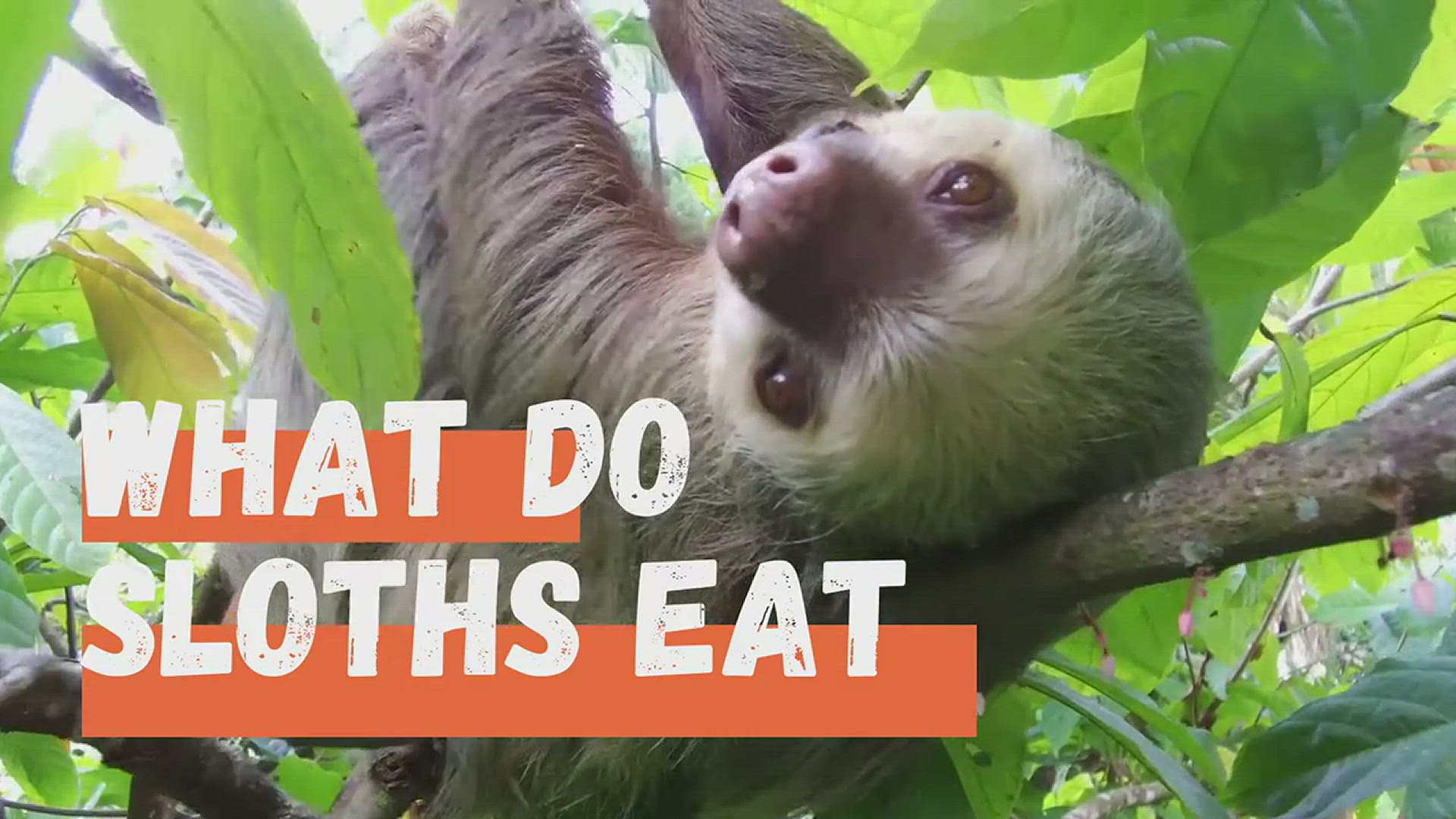 'Video thumbnail for What Do Sloths Eat - Sloths Diet In the Wild & In Captivity'