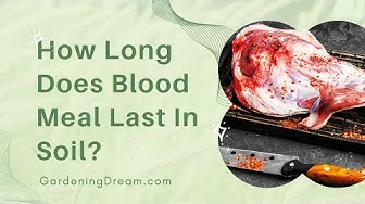 what is blood meal in dog food