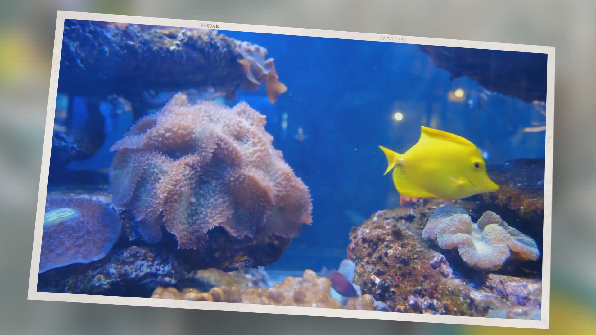 'Video thumbnail for Swim Bladder Disease: Signs Your Fish Is Sick (And How To Treat)'