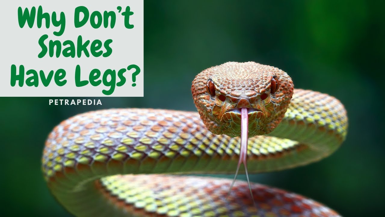 'Video thumbnail for Why don't snakes have legs explained'