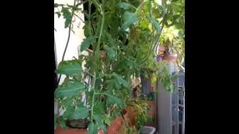 'Video thumbnail for Aquaponic Tomato Plant'