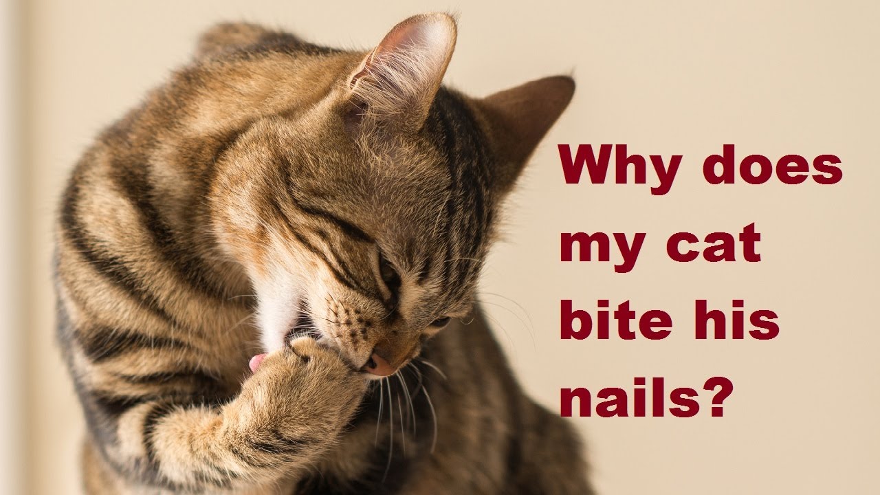 What Does It Mean When Your Dog Nibbles On You