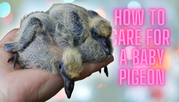 'Video thumbnail for How To Take Care Of A Baby Pigeon'
