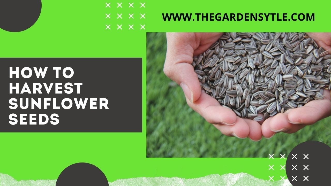 'Video thumbnail for How to Harvest Sunflower Seeds 🌻  How to Know When Sunflower Seeds Are Ready to Harvest 🌻'