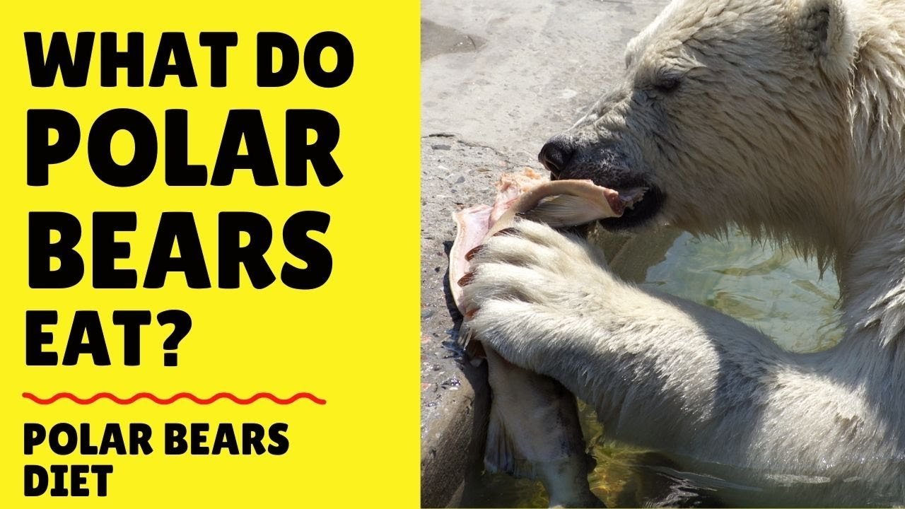 'Video thumbnail for What Do Polar Bears Eat - Polar Bears Diet in Wild and Captivity'