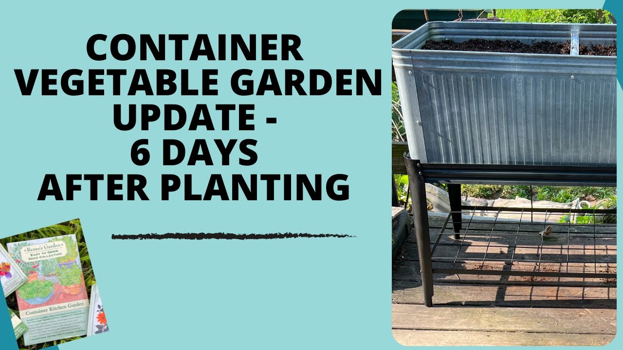 'Video thumbnail for Container Vegetable Garden Update - 6 Days After Planting'