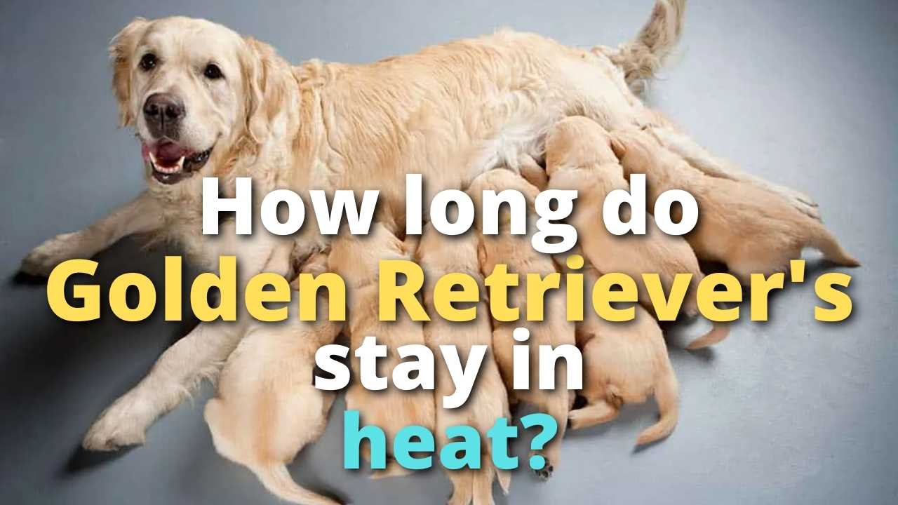 'Video thumbnail for How Long Does A Golden Retriever Stay In Heat?'