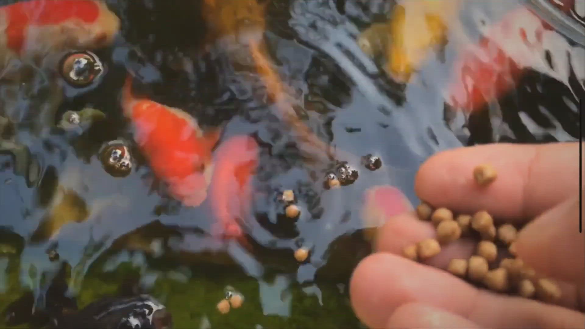 'Video thumbnail for Best Trout Bait For Ponds, Stocked Fishing'