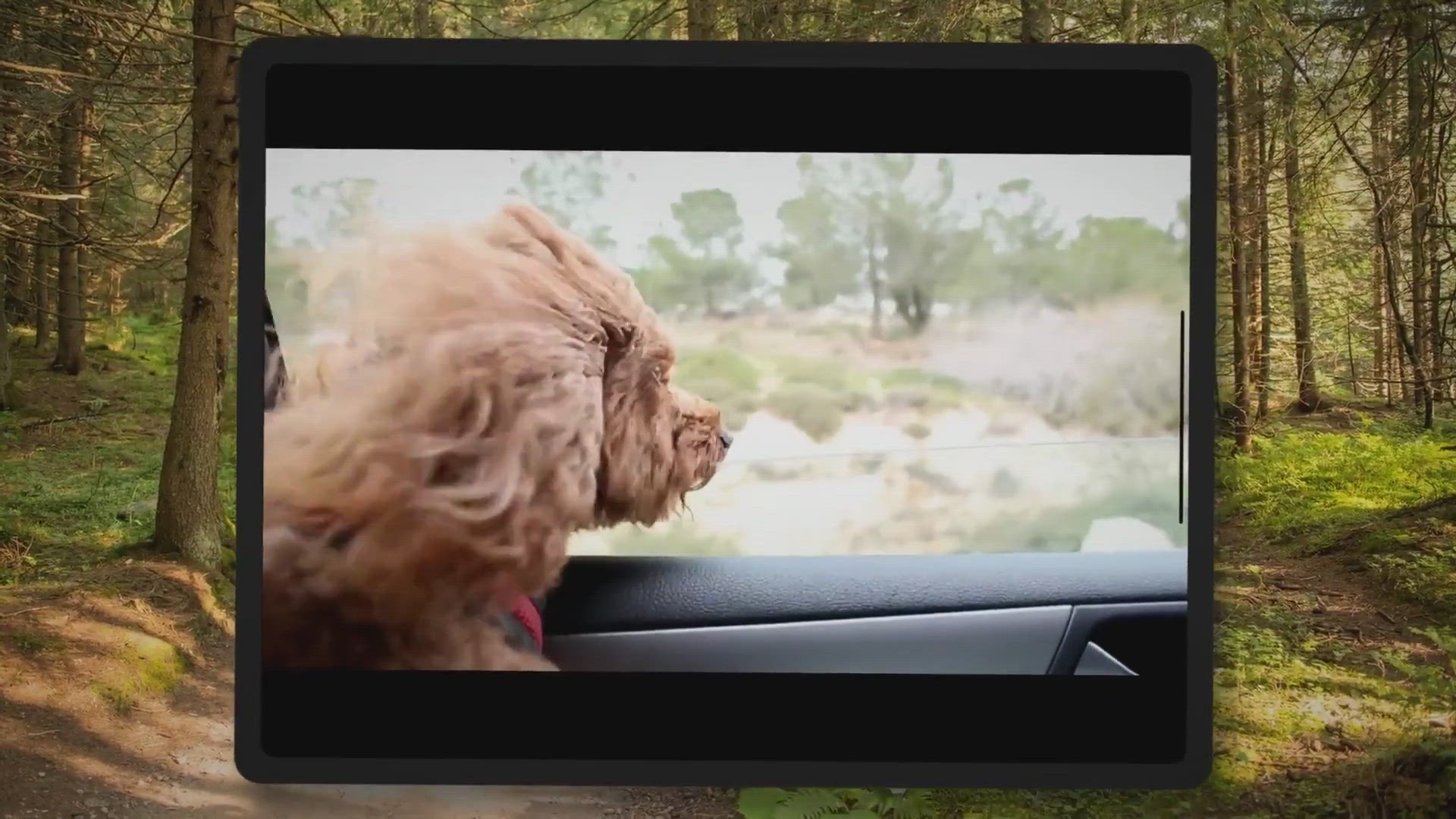 Are Dogs Allowed In Uber Canada