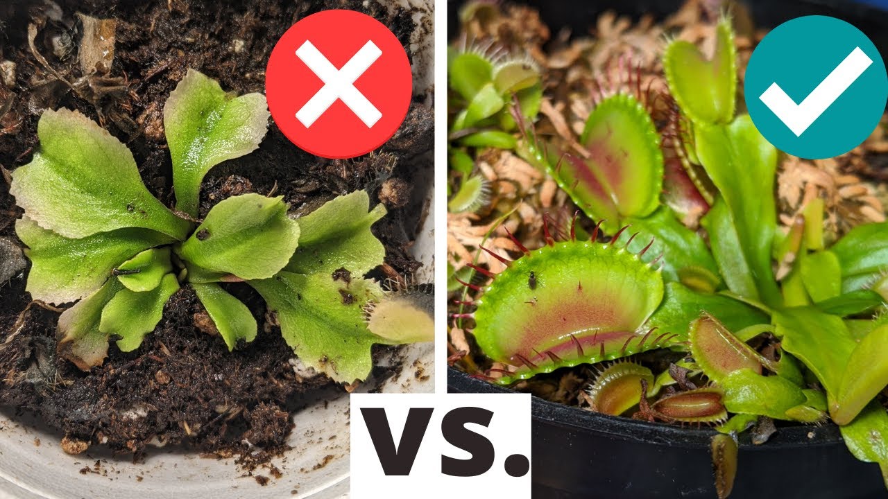 'Video thumbnail for Top 5 Beginner Mistakes When Growing Venus Flytraps (PLUS care tips and solutions 💡)'