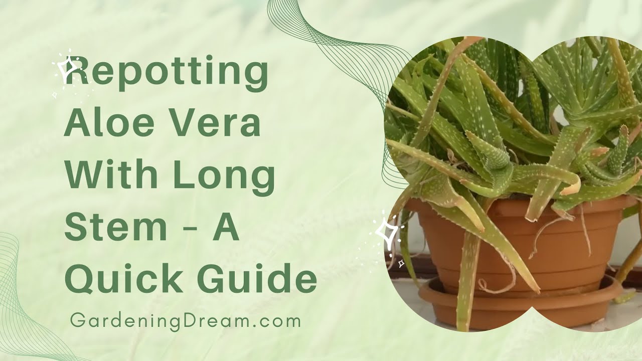 'Video thumbnail for Repotting Aloe Vera With Long Stem – A Quick Guide'