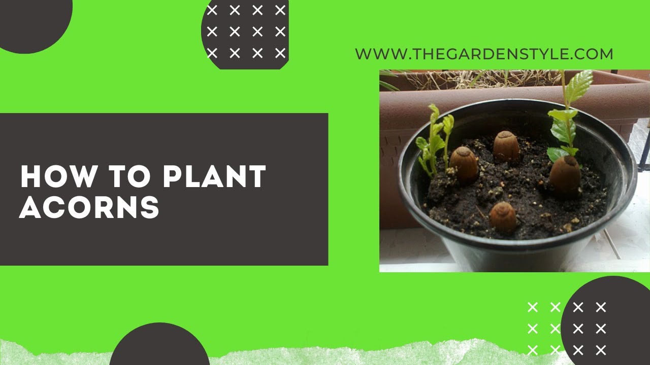 'Video thumbnail for How to Plant Acorns in a Pot Step by Step 🌳 🐿️'