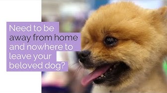 'Video thumbnail for Dog Care When Away on Vacation'