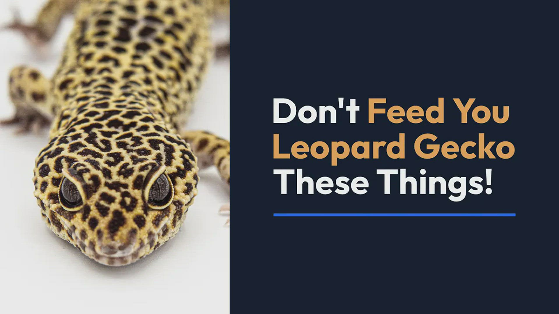 'Video thumbnail for DO NOT FEED your gecko these things!'